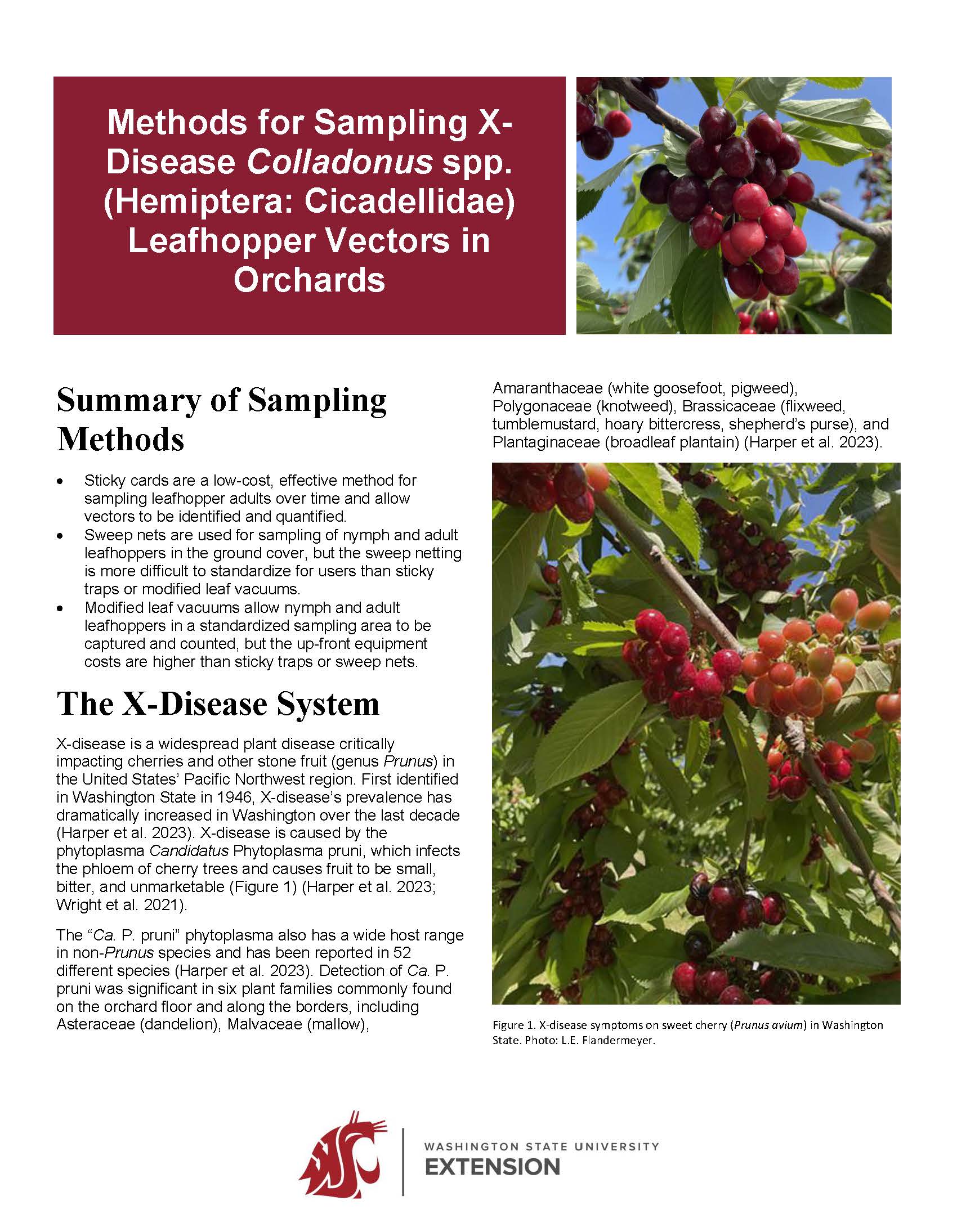 Methods for Sampling X-Disease Colladonus spp. (Hemiptera: Cicadellidae) Leafhopper Vectors in Orchards