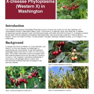 X-Disease Phytoplasma (Western X) in Washington