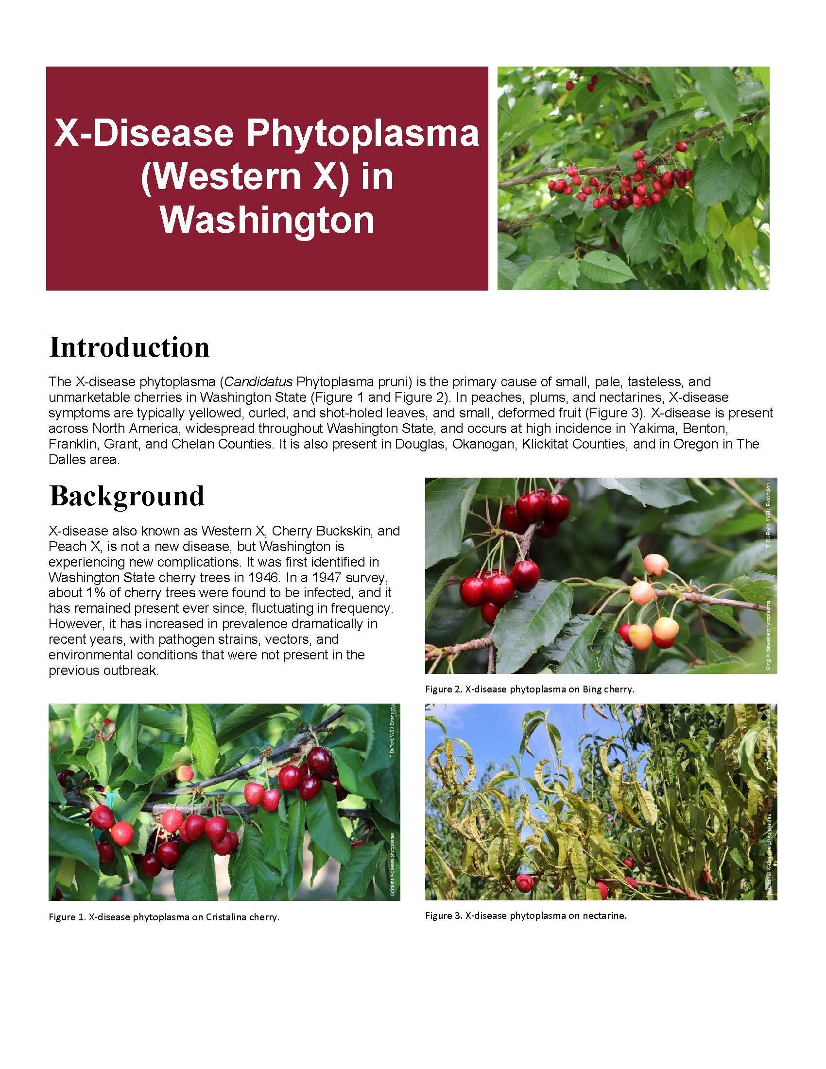 X-Disease Phytoplasma (Western X) in Washington