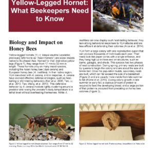 Yellow-Legged Hornet: What Beekeepers Need to Know
