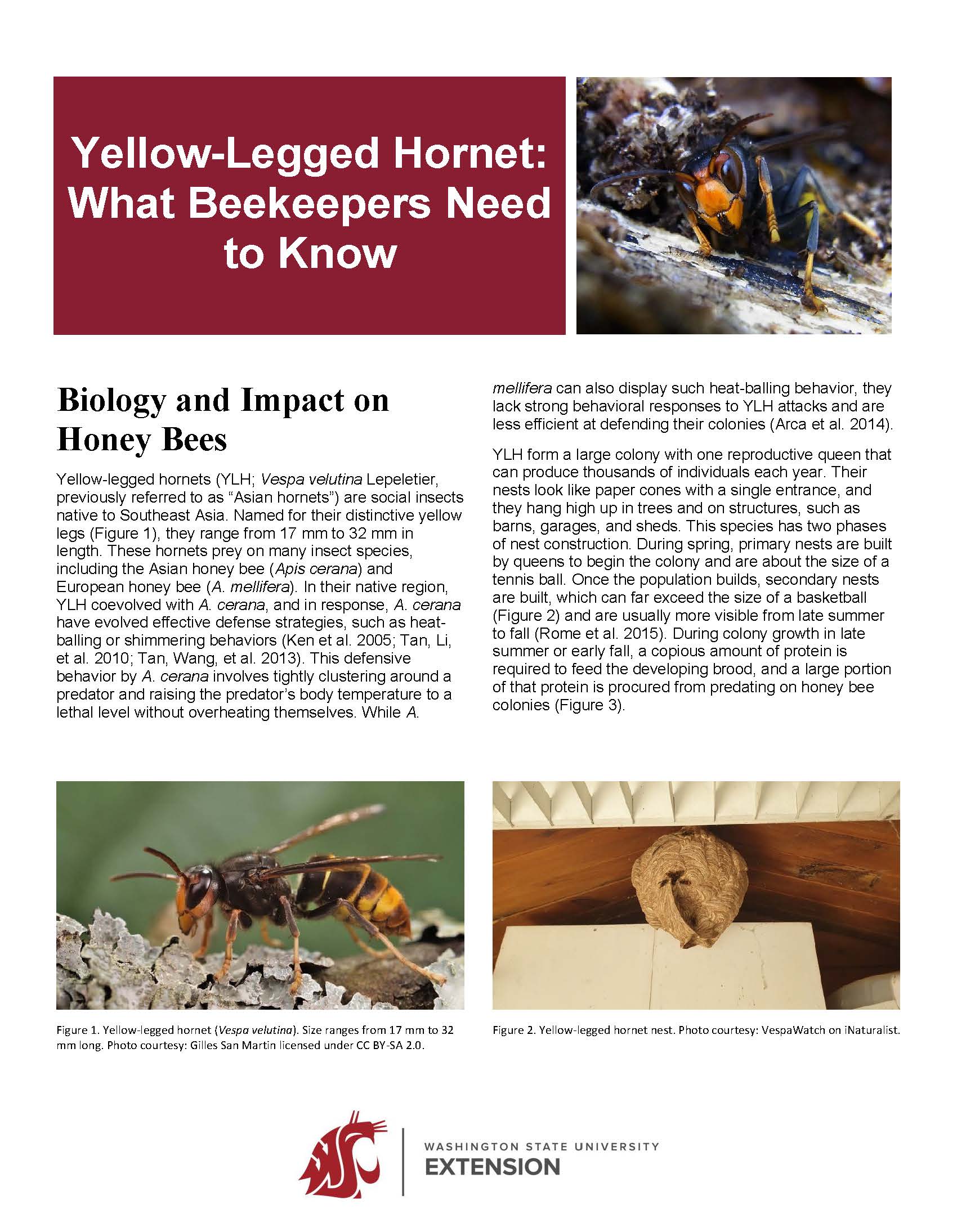 Yellow-Legged Hornet: What Beekeepers Need to Know
