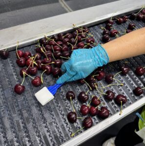 A sterile swab is used to collect an environmental sample from an interlocking conveyor belt carrying fresh cherries in a commercial cherry packinghouse.
