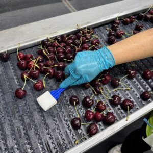 A sterile swab is used to collect an environmental sample from an interlocking conveyor belt carrying fresh cherries in a commercial cherry packinghouse.
