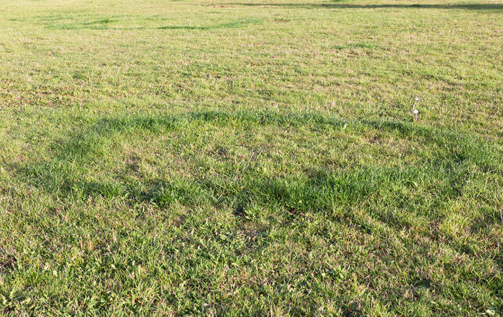 Fairy ring in a lawn