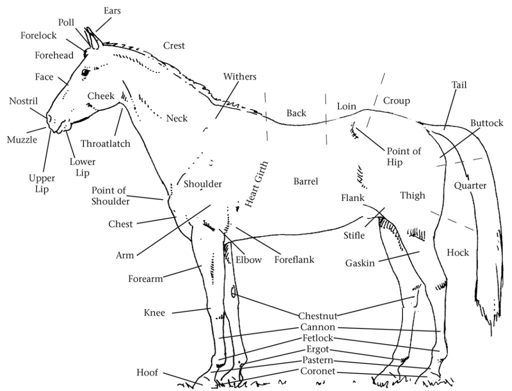 Diagram of a horse with names for various parts