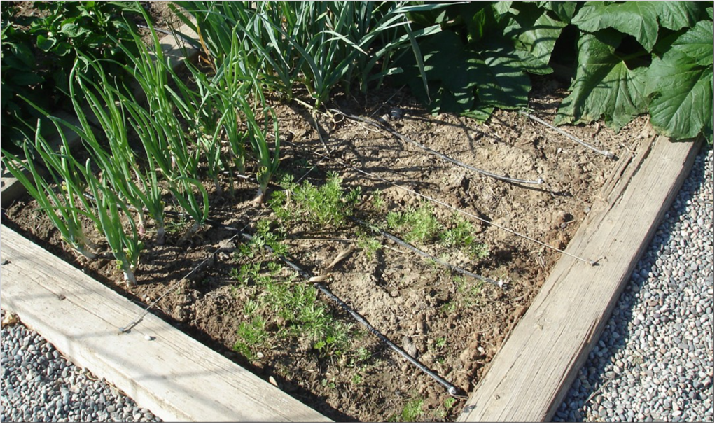 Raised garden bed with rows of drip tubing delivering water to square sections of plants.