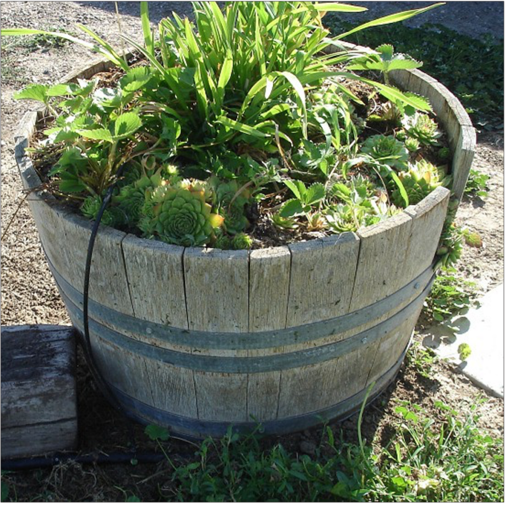 Large planter pot with green plants growing and a drip irrigation line on the side of planter pot.