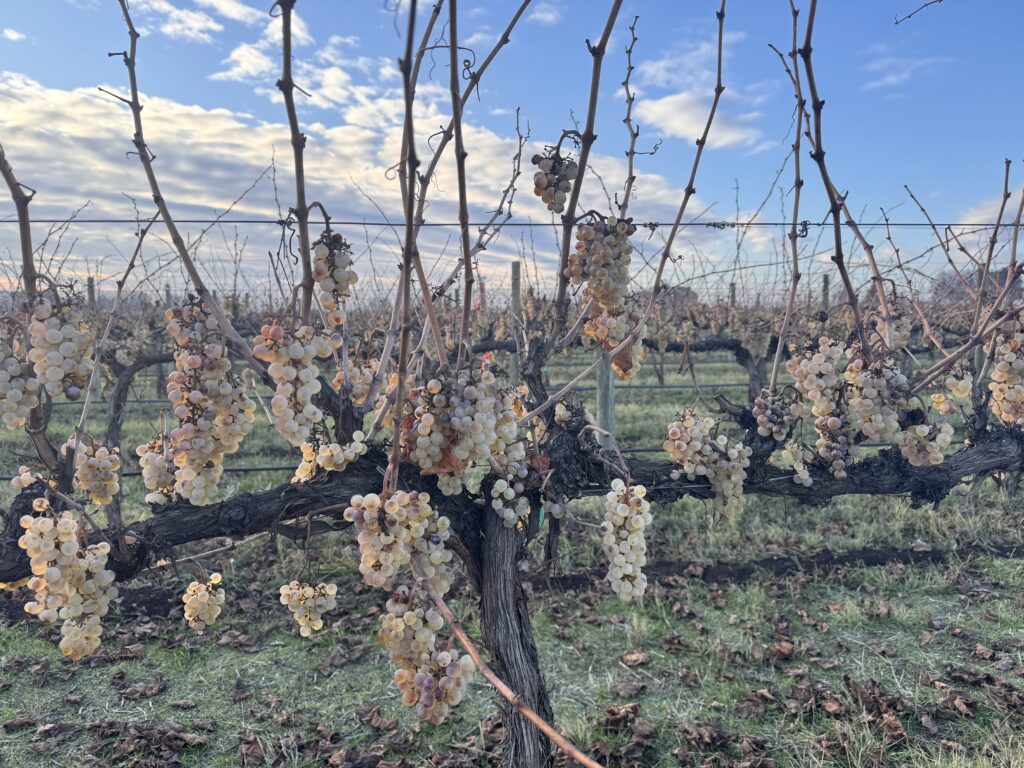 A close-up of a vineyard in winter with clusters remaining.