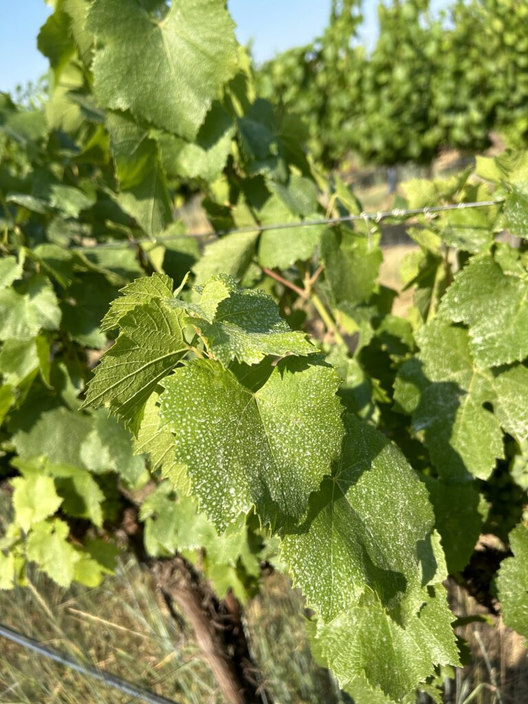 A close up of a grapevine shoot, with leaves covered in sulfur residue.