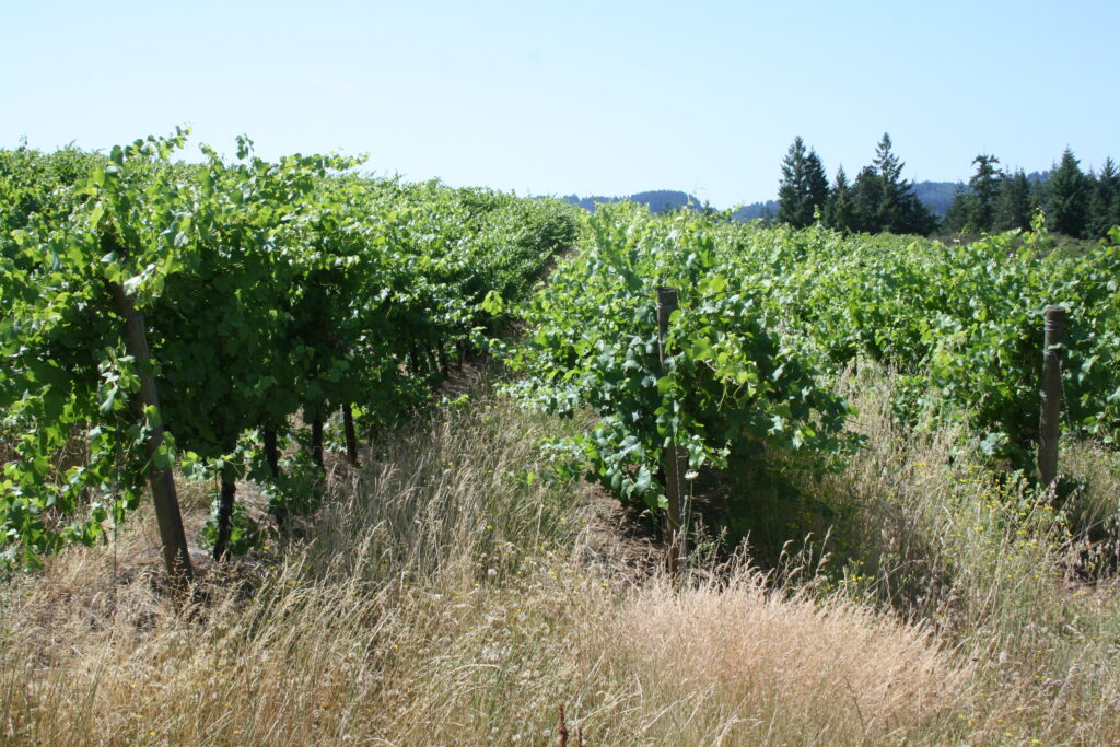 A vineyard with grapevines that have a lot of shoots, and where the vineyard floor has lot of taller grasses.