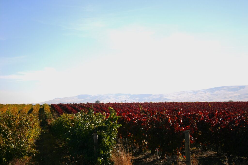 A landscape shot of two vineyards next to each other—one with healthy, green leaves, and one with red, virus-infected leaves.