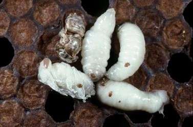 Ácaro Tropilaelaps spp. en cría de abeja melífera junto a una abeja melífera adulta muerta y malformada.