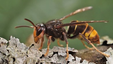 Avispón de patas amarillas (Vespa velutina).