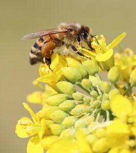 Abeja melífera visitando una flor de canola.