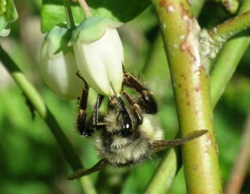 Abejorro polinizando una flor blanca en forma de campana.