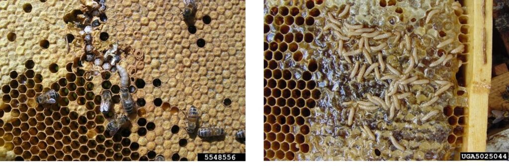 Comparación de daños en colmenas: telarañas de seda debajo del panal causadas por polilla de la cera (izquierda) y miel espumosa asociada al daño por escarabajos de la colmena (derecha).
