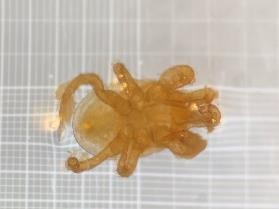 Ácaro Parasitellus sp., imagen microscópica, cuerpo redondeado y patas visibles.
