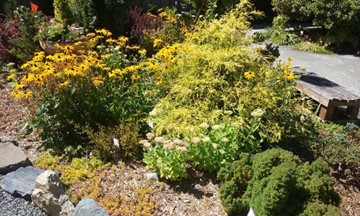 Jardín con una variedad de flores amarillas y rosadas.