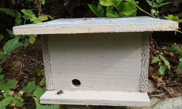 Caja mediana de madera con un agujero en la parte delantera inferior izquierda; abejorro en la entrada de la caja.