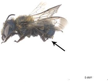 Pequeña abeja negra sin fondo; flecha señalando el abdomen.