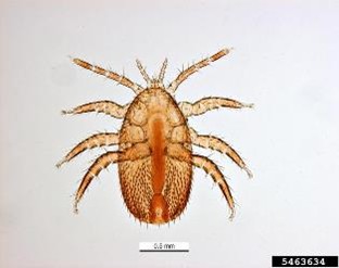 Hembra adulta de Tropilaelaps mercedesae.