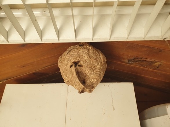 Nido de avispón de patas amarillas.