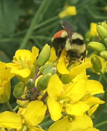 Abejorro (Bombus spp.) visitando una flor de canola.
