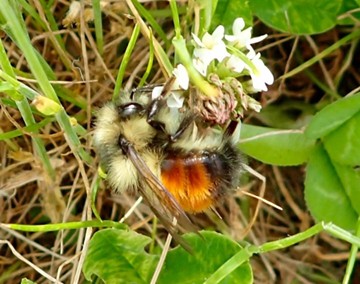 Abejorro de color amarillo y anaranjado polinizando una flor blanca.