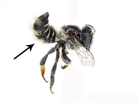 Imagen sin fondo de una pequeña abeja negra con pelos amarillos; flecha señalando el abdomen.