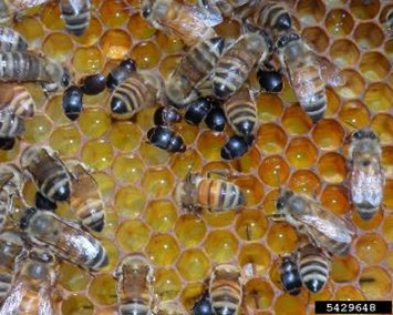 Fotografía de escarabajos adultos de la colmena junto a abejas en un panal de miel.