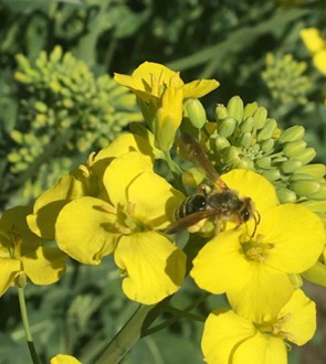 Abeja minera en flor amarilla.