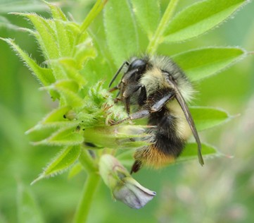 Abejorro de color amarillo y anaranjado posándose en un botón de flor verde.