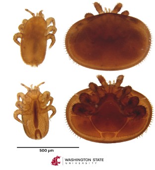 Tropilaelaps mercedesae adulto (izquierda) junto a un ácaro de Varroa destructor adulto (derecha).