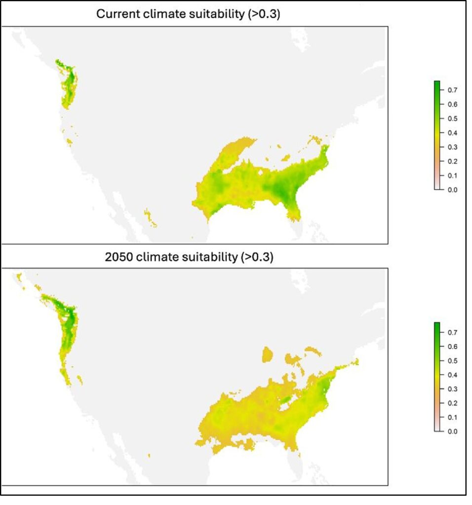 Mapa resumen de la idoneidad climática actual y futura del avispón de patas amarillas (Vespa velutina) en Estados Unidos predicha a partir del modelo de distribución de especies según Barbet-Massin et al. (2020).
