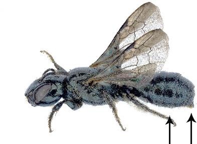 Imagen sin fondo de una pequeña abeja negra; flecha señalando el abdomen.