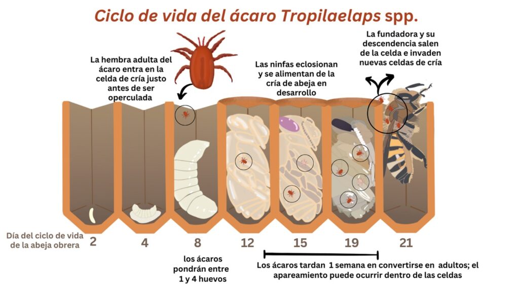 Una hembra madura de Tropilaelaps spp. (fundadora) entra en una celda de cría de abeja melífera justo antes de que sea operculada y pone de uno a cuatro huevos en la larva de abeja.
