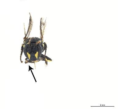 Imagen sin fondo de una pequeña abeja negra con marcas amarillas en la cara; flecha señalando a la cara.