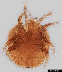 Ácaro del polen Mellitiphis alvearius en detalle, con cuerpo pequeño y patas visibles.