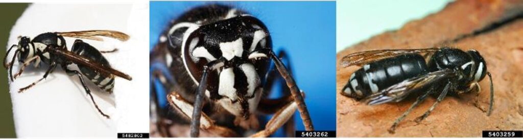 Tres vistas de avispón calvo (Dolichovespula maculata).