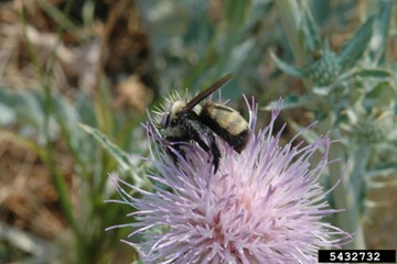Abejorro amarillo y negro polinizando una flor rosada.