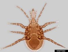 Ácaro de la mosca doméstica Macrocheles muscaedomesticae, cuerpo ovalado y patas extendidas.