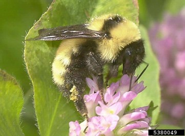 Abejorro amarillo y negro polinizando una flor rosada.