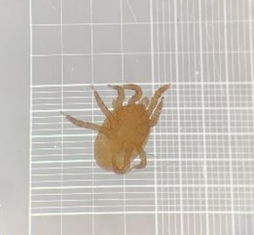 Ácaro Hypoaspis lubrica, imagen microscópica, cuerpo ovalado y patas visibles.