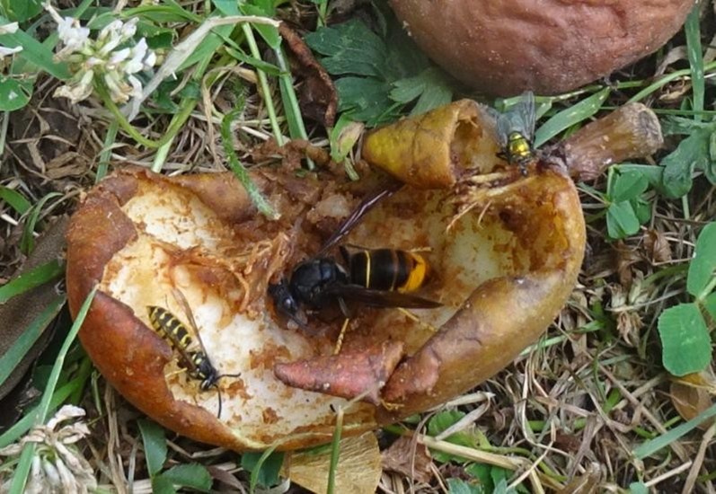 Avispón de patas amarillas, Vespa velutina, junto a una especie del género Vespula spp. Foto cortesía deImagen comparativa del avispón de patas amarillas (Vespa velutina) junto a una especie del género Vespula.