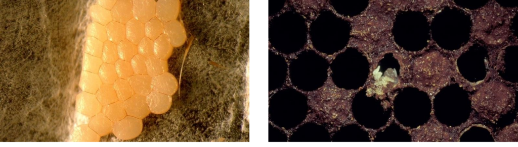 Comparación visual de huevos de polilla mayor de la cera (izquierda) y huevos de escarabajo de la colmena sobre un panal (derecha).