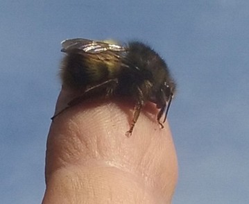 Abejorro amarillo y negro en el dedo de una persona.