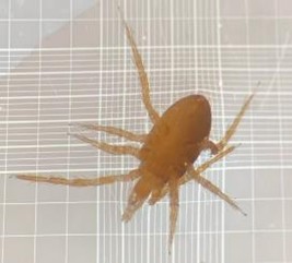 Ácaro Macrocheles sp., imagen microscópica, cuerpo ovalado con patas extendidas.