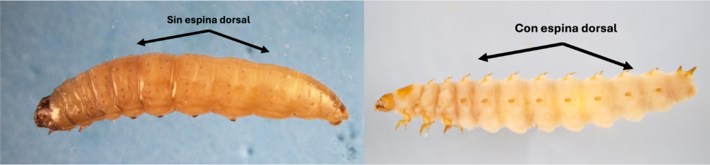 Comparación visual: larva de polilla de la cera (izquierda) y larva del pequeño escarabajo de la colmena (derecha).