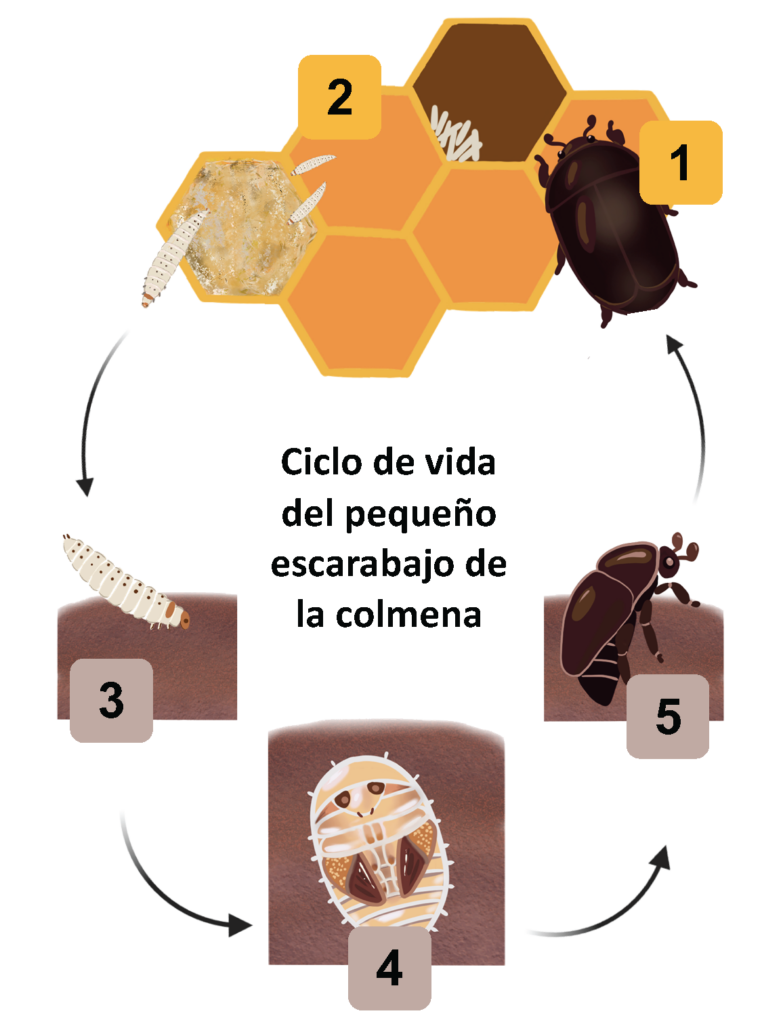 El texto dice 'Ciclo de vida del pequeño escarabajo de la colmena' en el centro de la imagen. La imagen se describe con más detalle en el texto que la rodea.