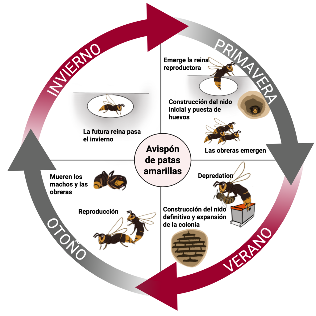 Diagrama circular del ciclo de vida de la avispa de patas amarillas, dividido en cuatro estaciones. Cada cuadrante representa una fase del año (invierno, primavera, verano y otoño), con ilustraciones y etiquetas que muestran eventos como la aparición de la reina, la construcción del nido, el crecimiento de la colonia, la reproducción y la muerte de individuos al final del ciclo.